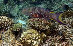 IMG_0539rfn_Maldives_Madoogali_House reef_Croissant queue jaune_Variola louti